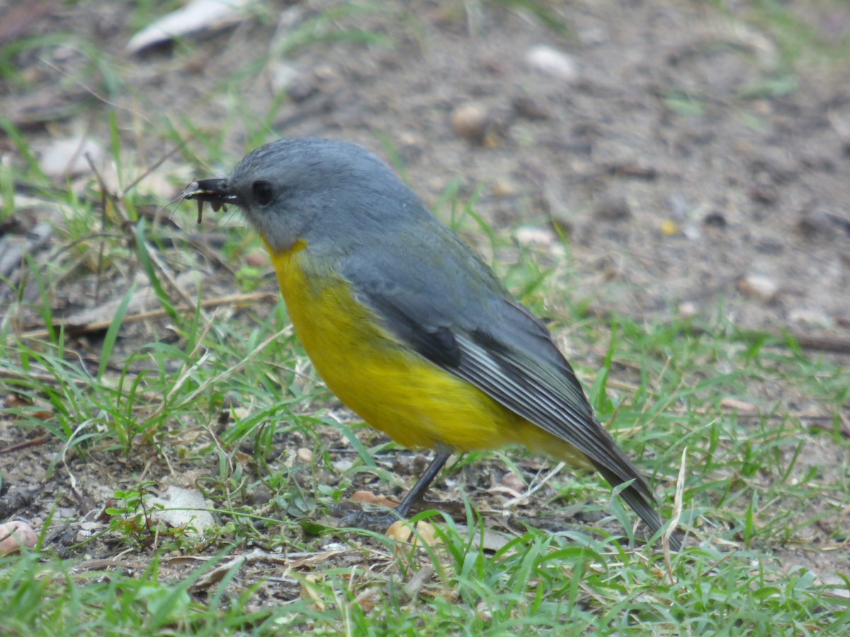 Eastern Yellow Robin - ML642851905