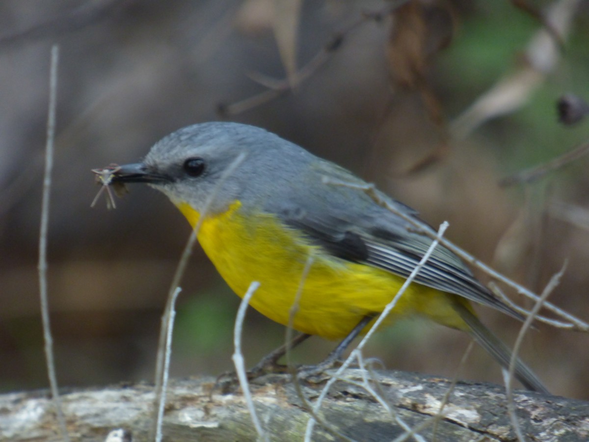 Eastern Yellow Robin - ML642851906