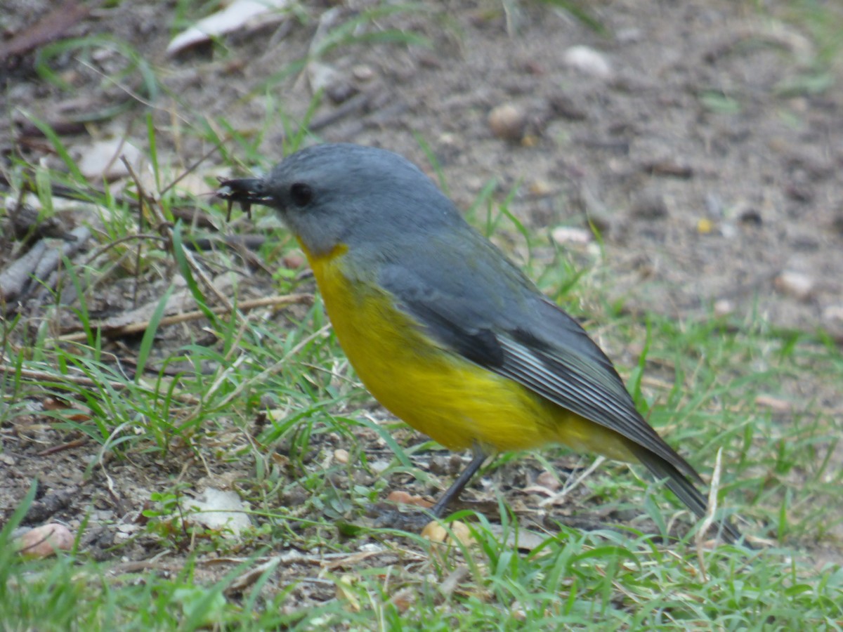 Eastern Yellow Robin - ML642851907