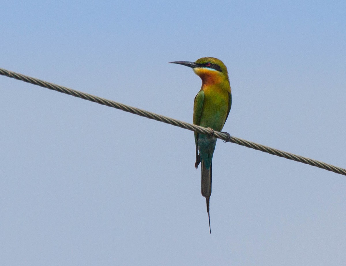 Blue-tailed Bee-eater - ML642851908