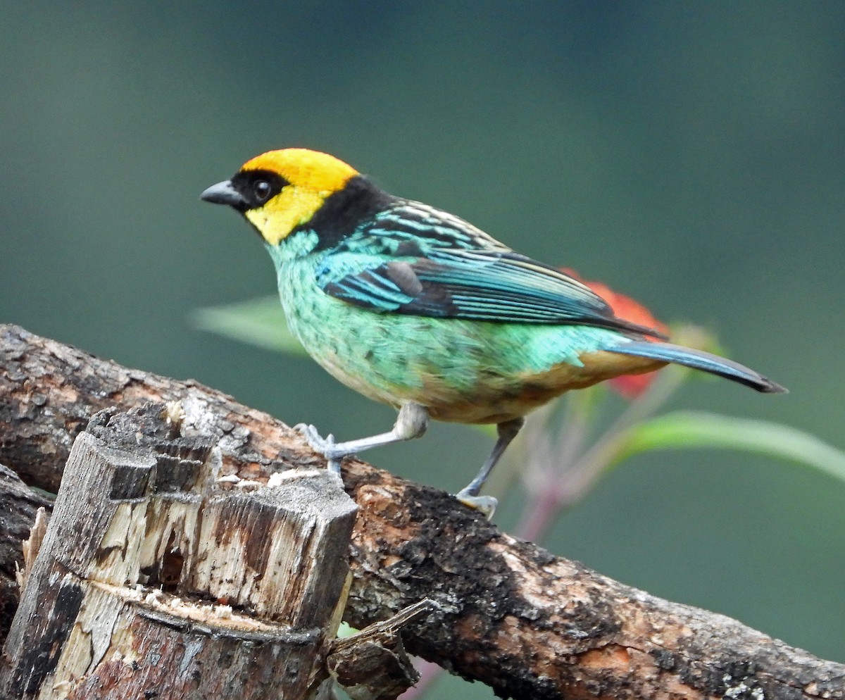 Saffron-crowned Tanager - ML642851910