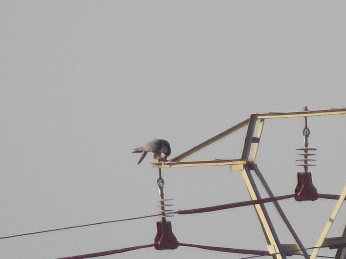 Peregrine Falcon - ML642851912