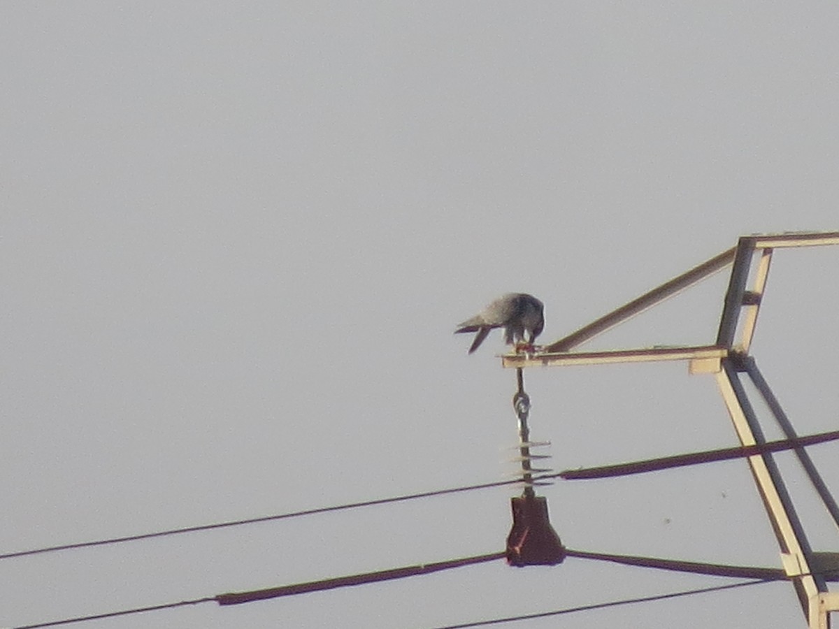 Peregrine Falcon - ML642851913