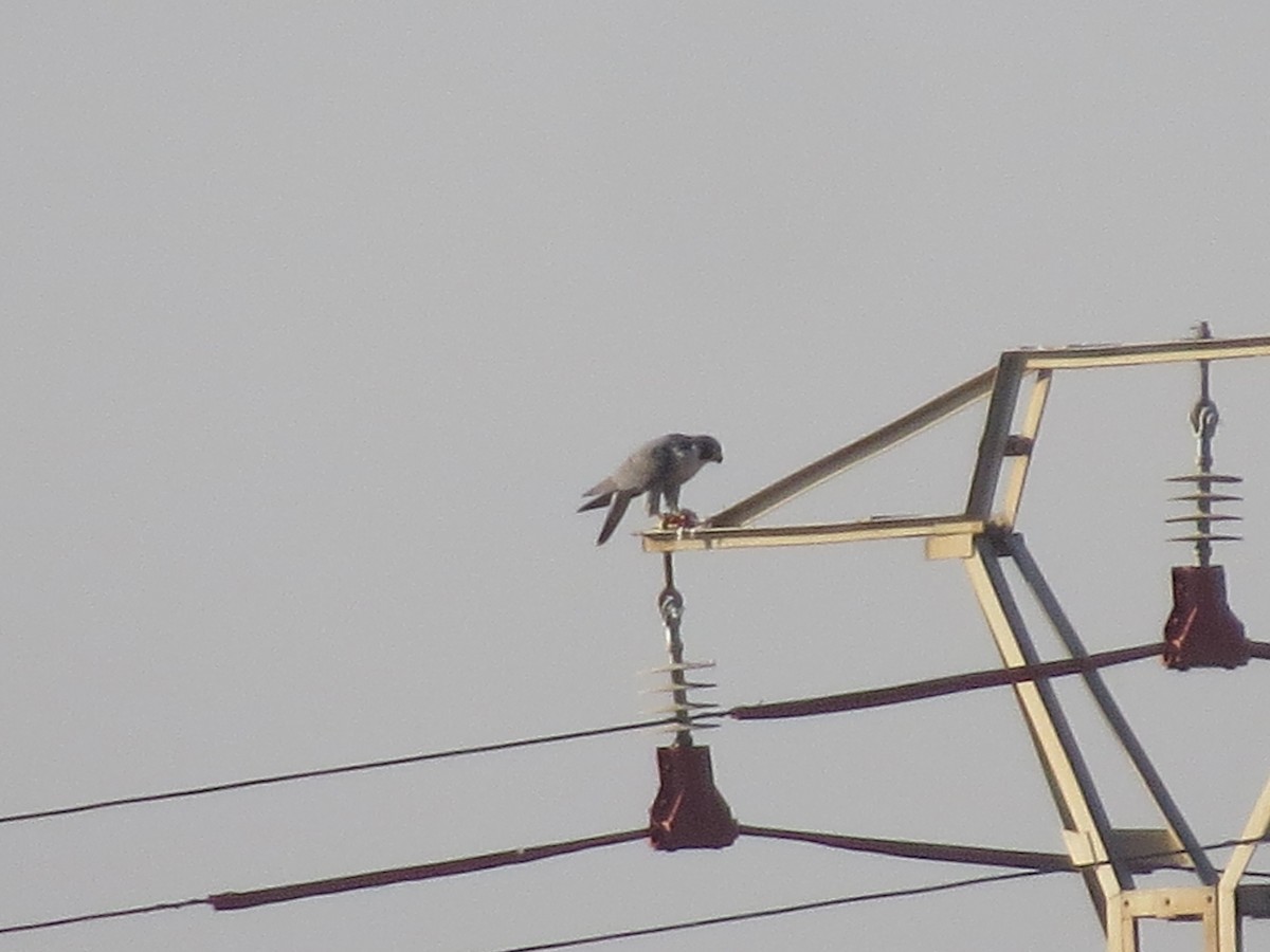 Peregrine Falcon - ML642851914