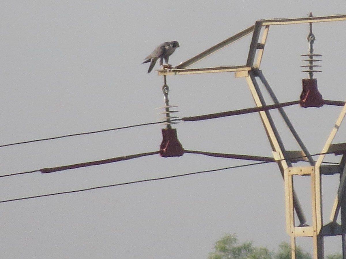 Peregrine Falcon - ML642851915