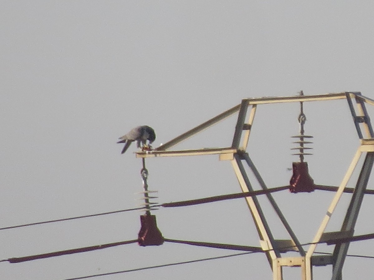 Peregrine Falcon - ML642851916