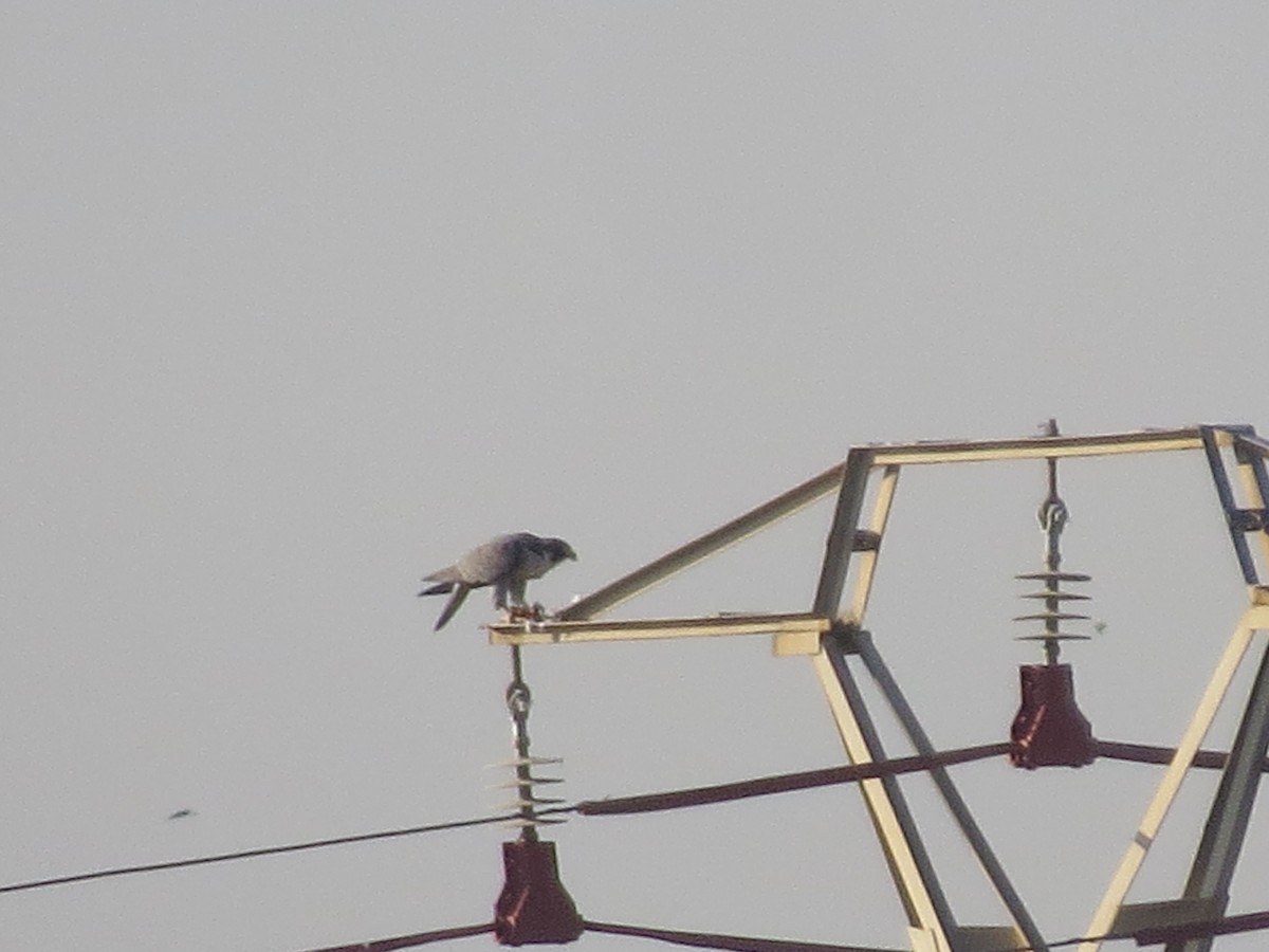 Peregrine Falcon - ML642851917
