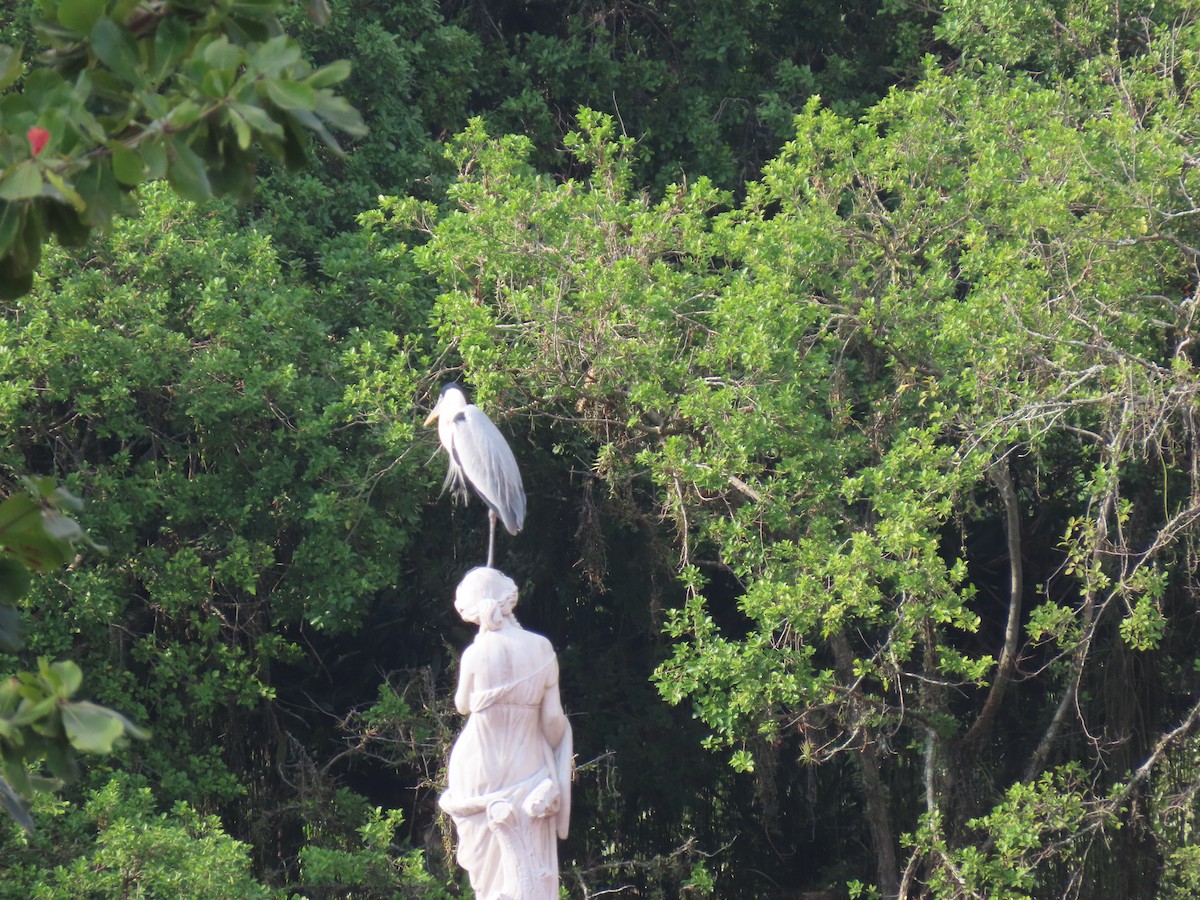 Cocoi Heron - ML642851920