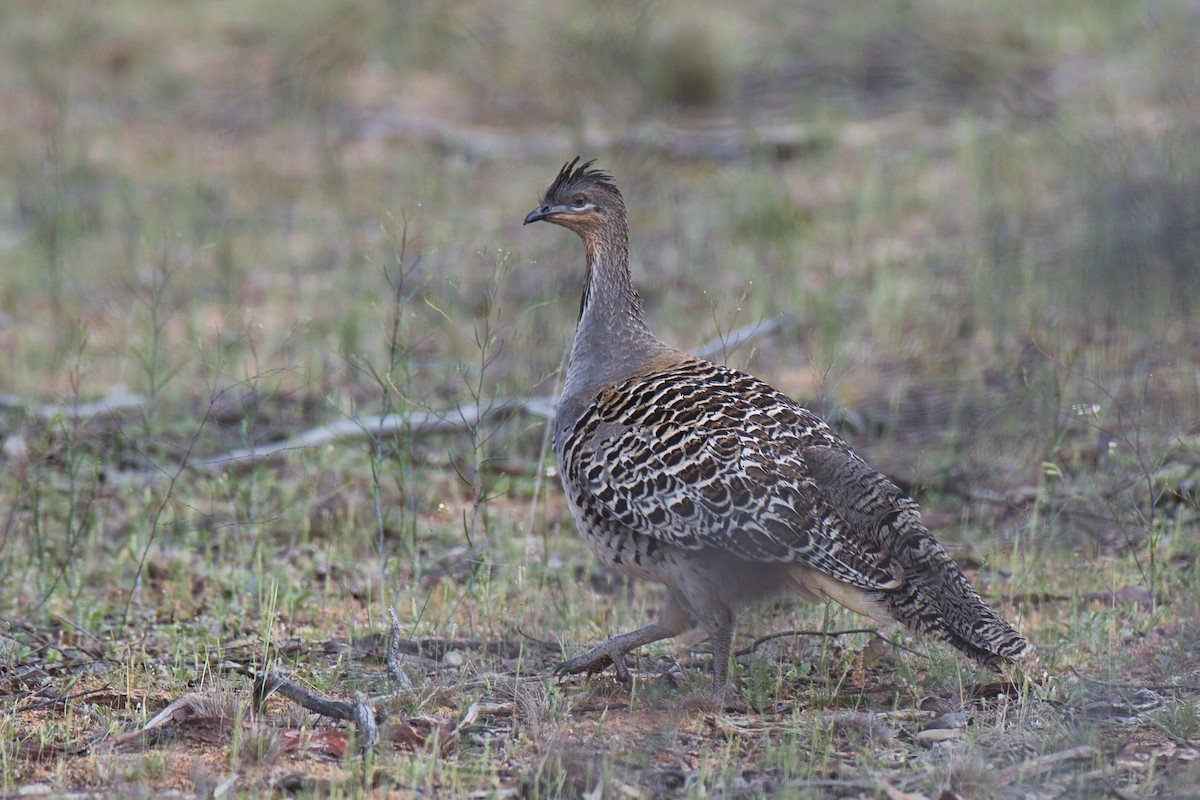Malleefowl - ML642851924