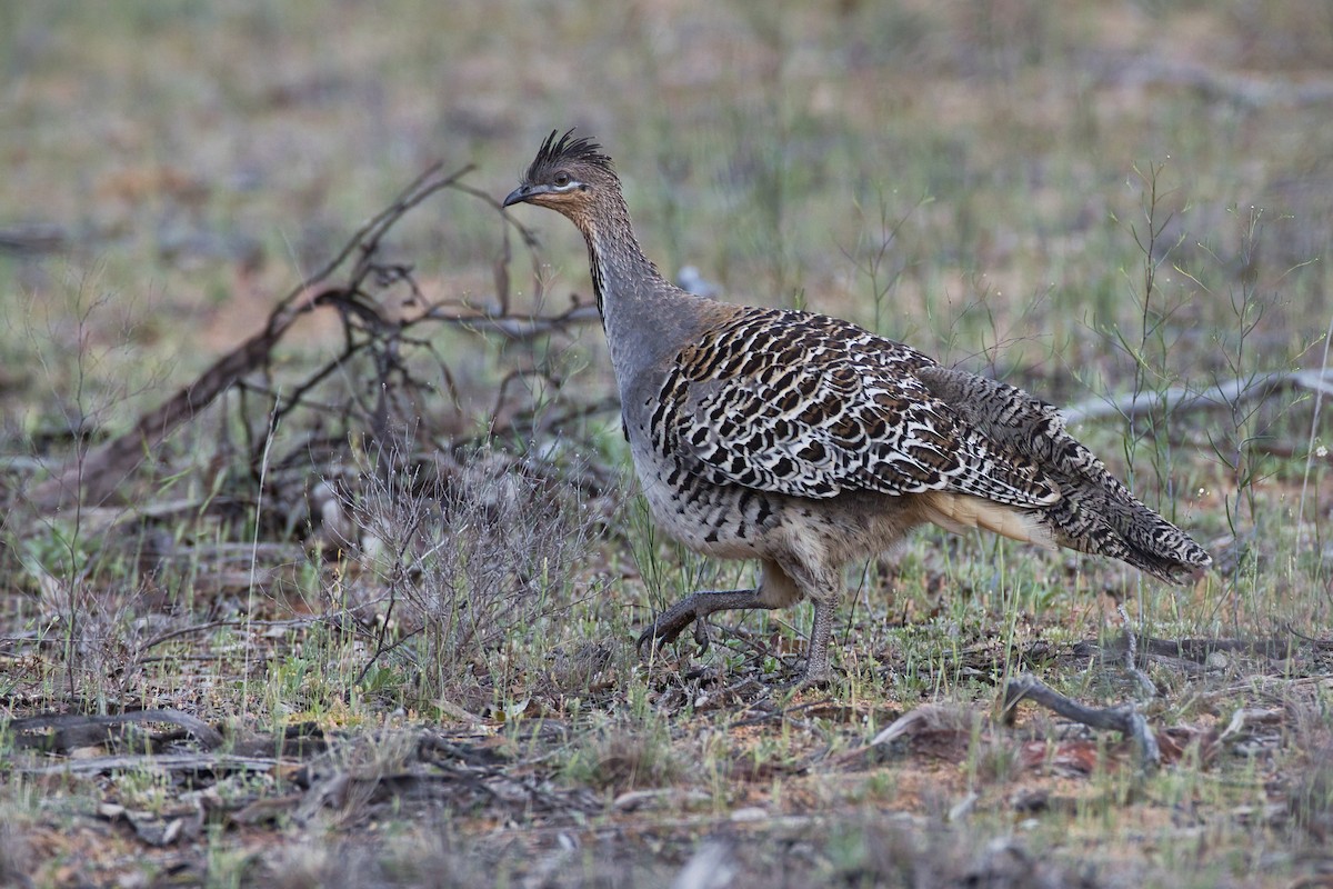 Malleefowl - ML642851925