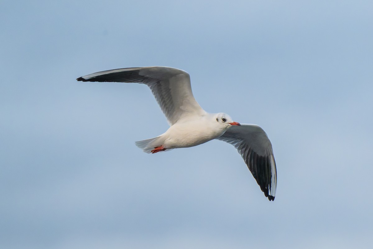 Black-headed Gull - ML642851927
