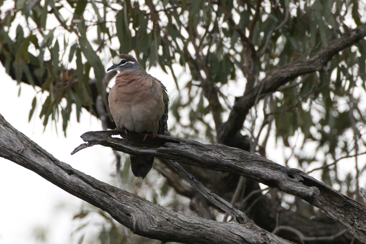 Common Bronzewing - ML642851928