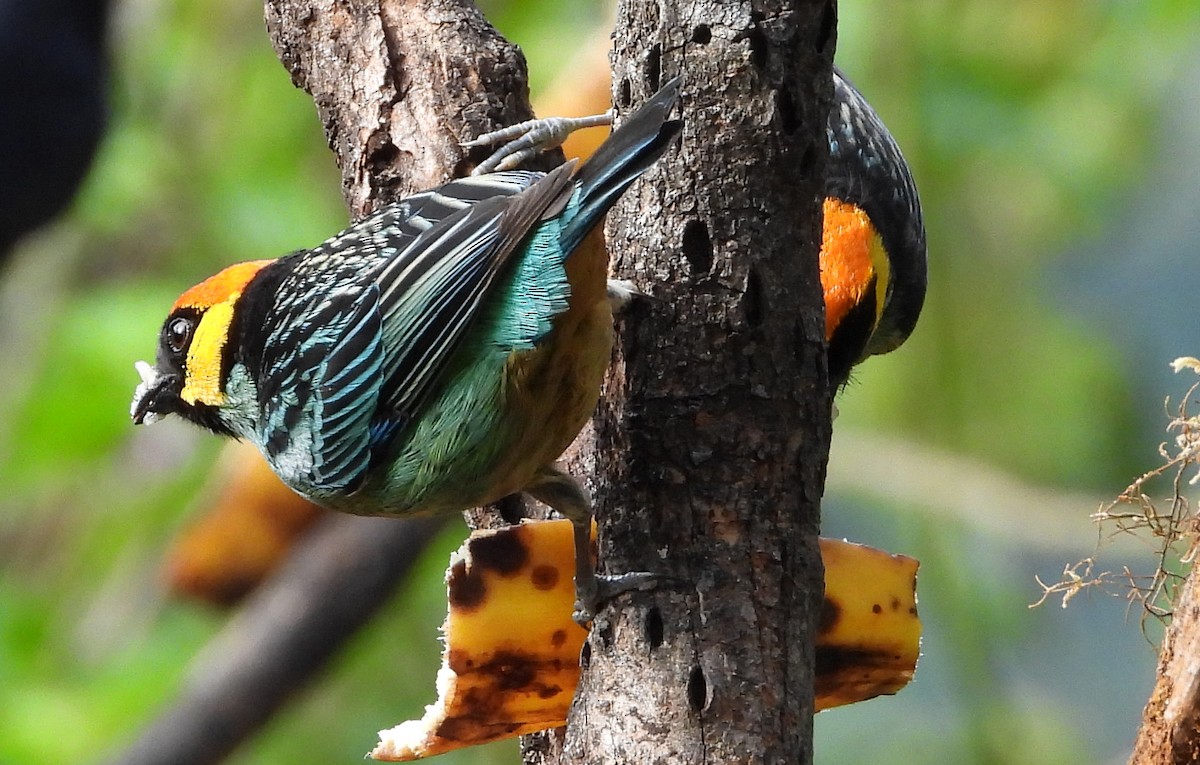 Saffron-crowned Tanager - ML642851929