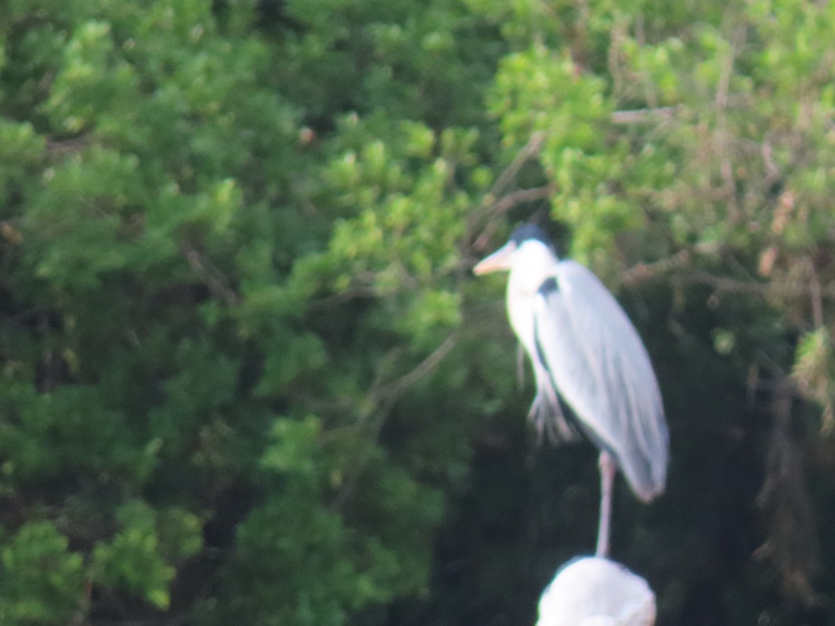 Cocoi Heron - ML642851930