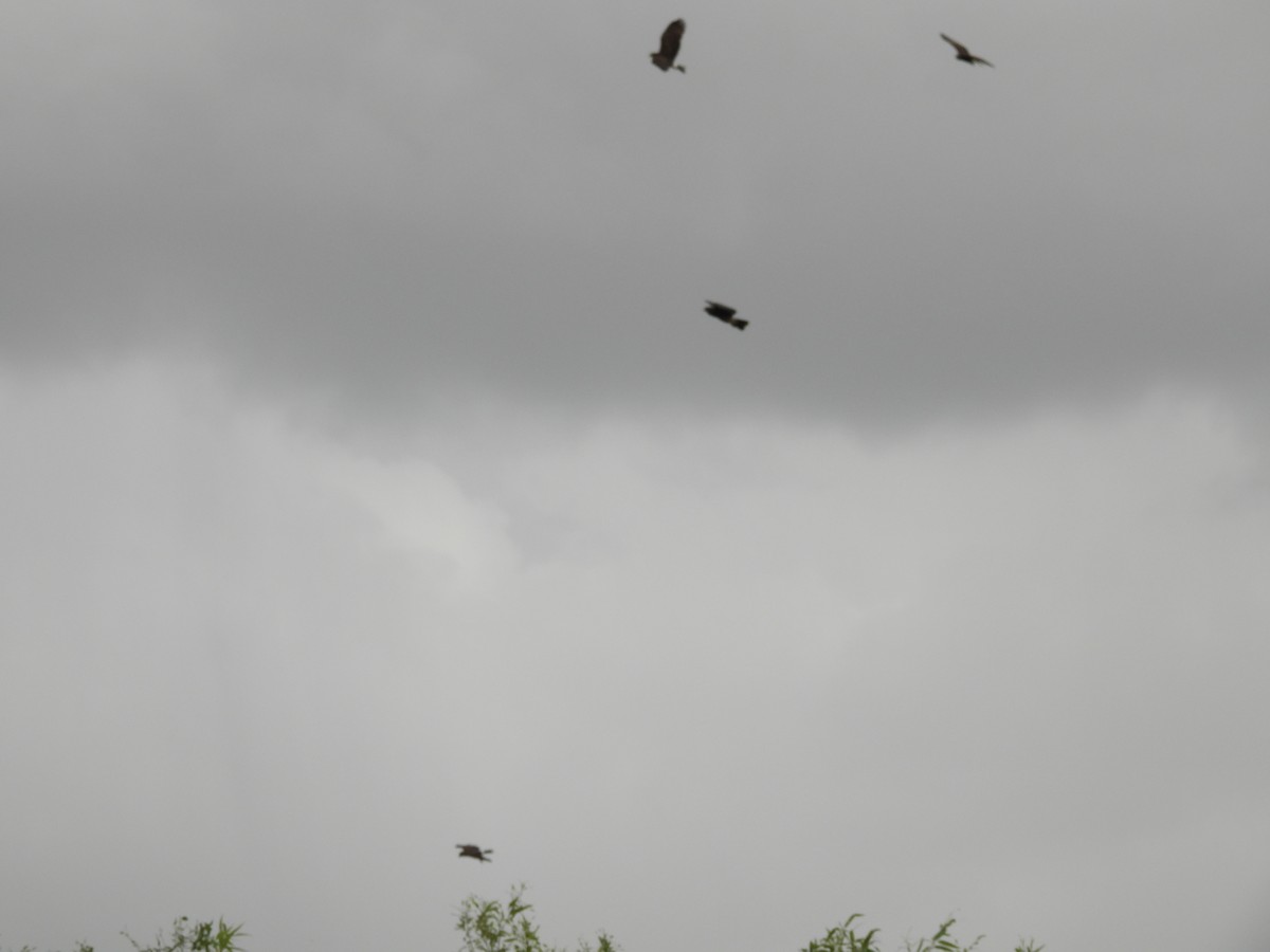 Snail Kite - ML642851931