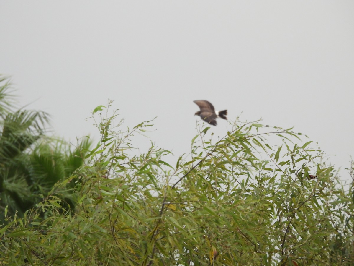 Snail Kite - ML642851932