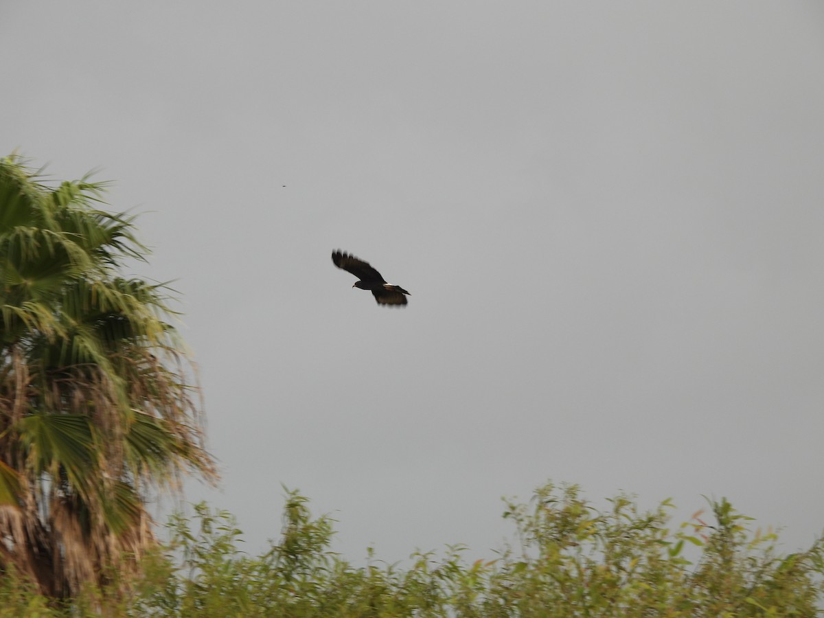 Snail Kite - ML642851933