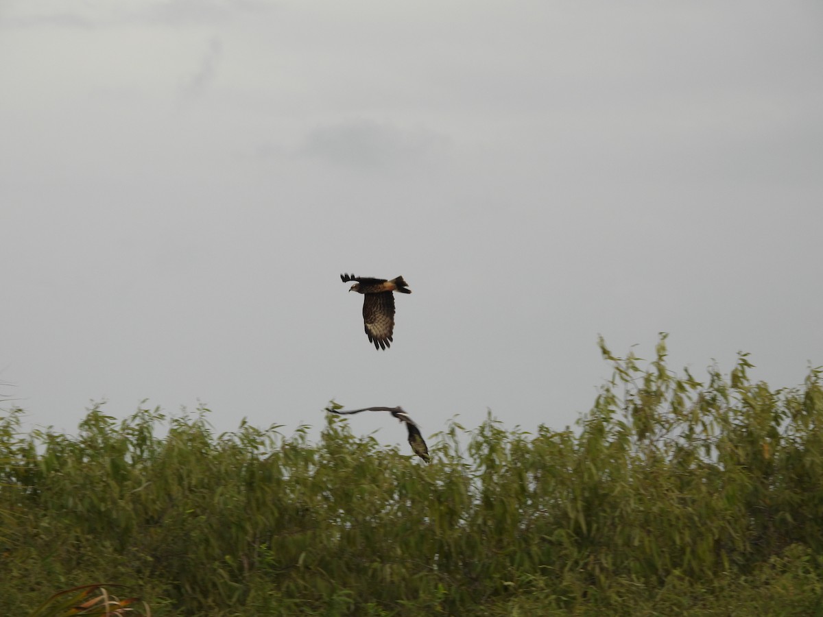 Snail Kite - ML642851934
