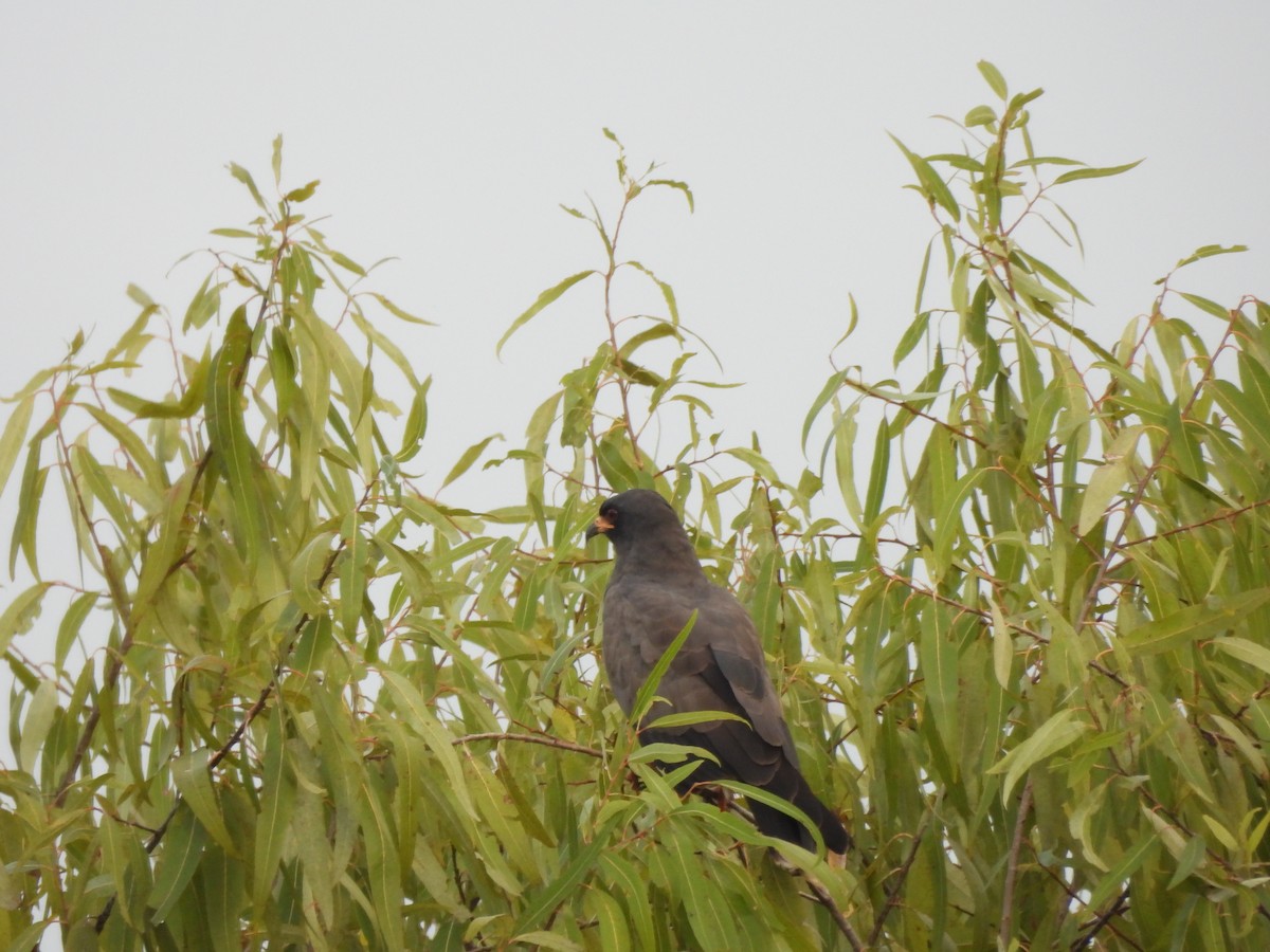 Snail Kite - ML642851935