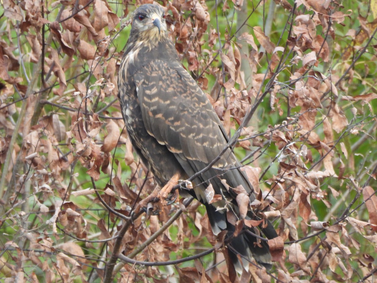 Snail Kite - ML642851936