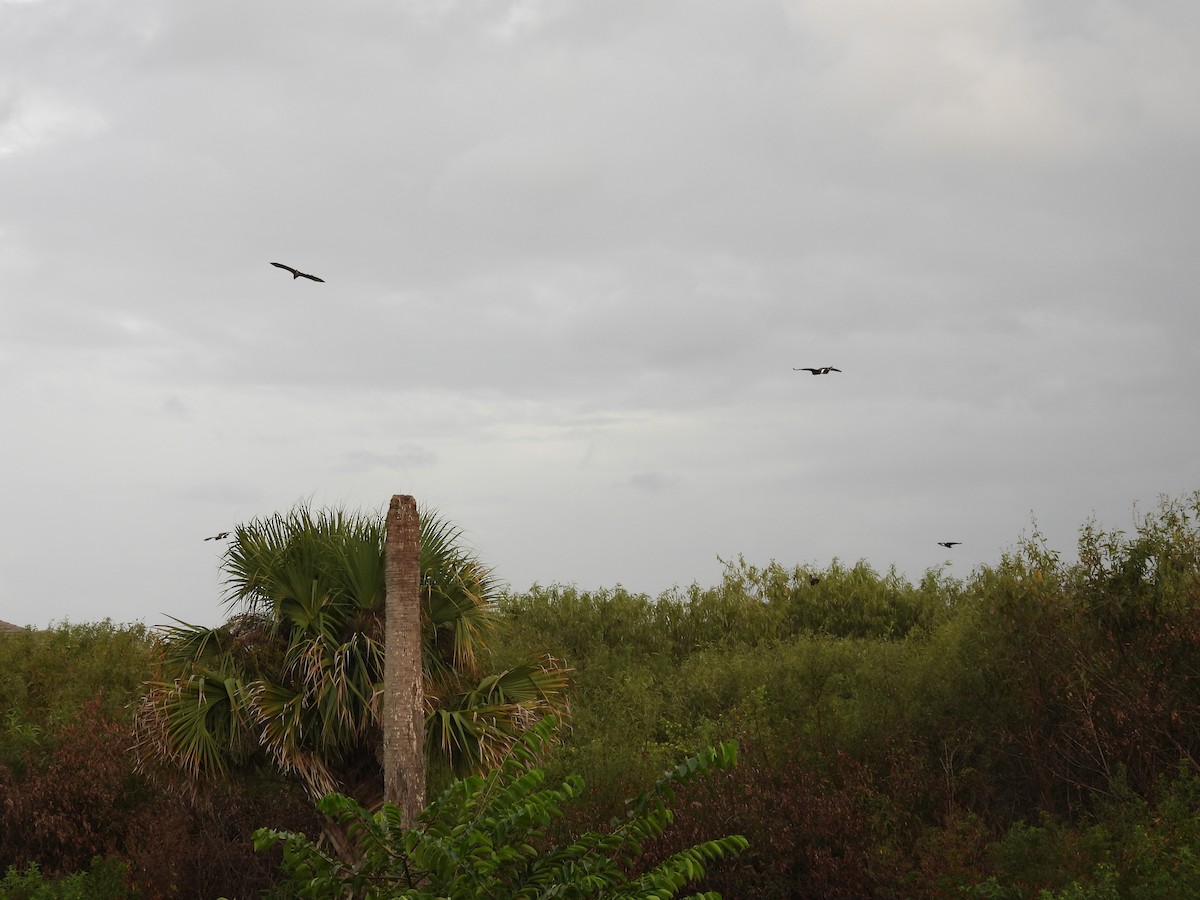 Snail Kite - ML642851937