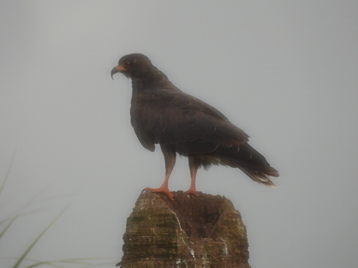 Snail Kite - ML642851938