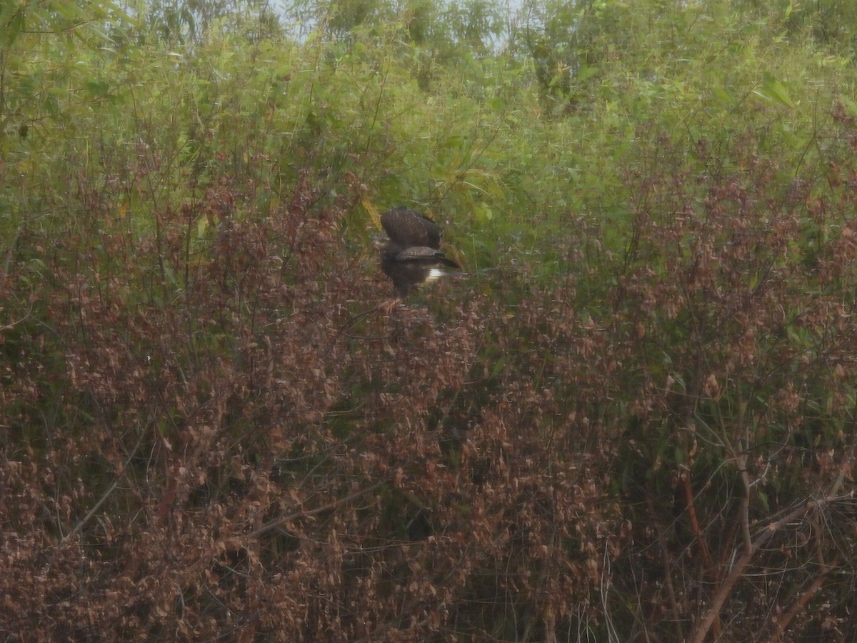 Snail Kite - ML642851939