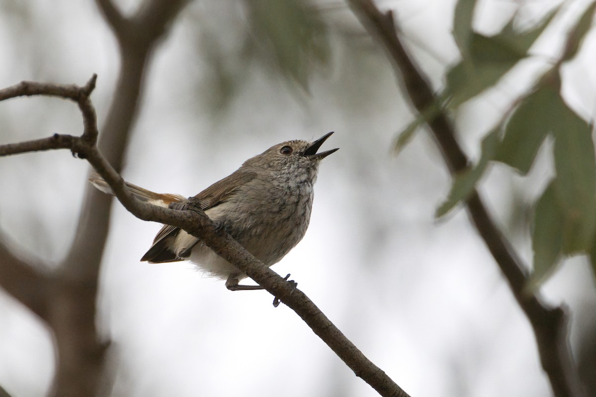 Inland Thornbill - ML642851941