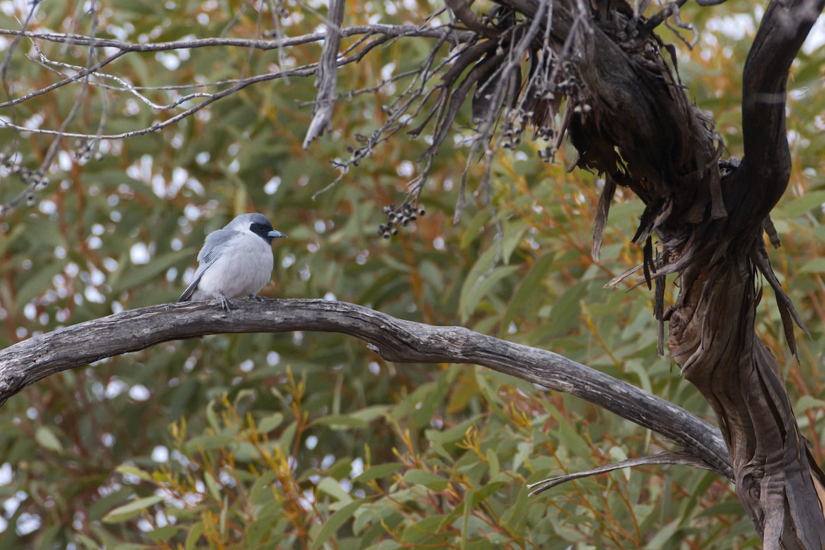 Masked Woodswallow - ML642851942