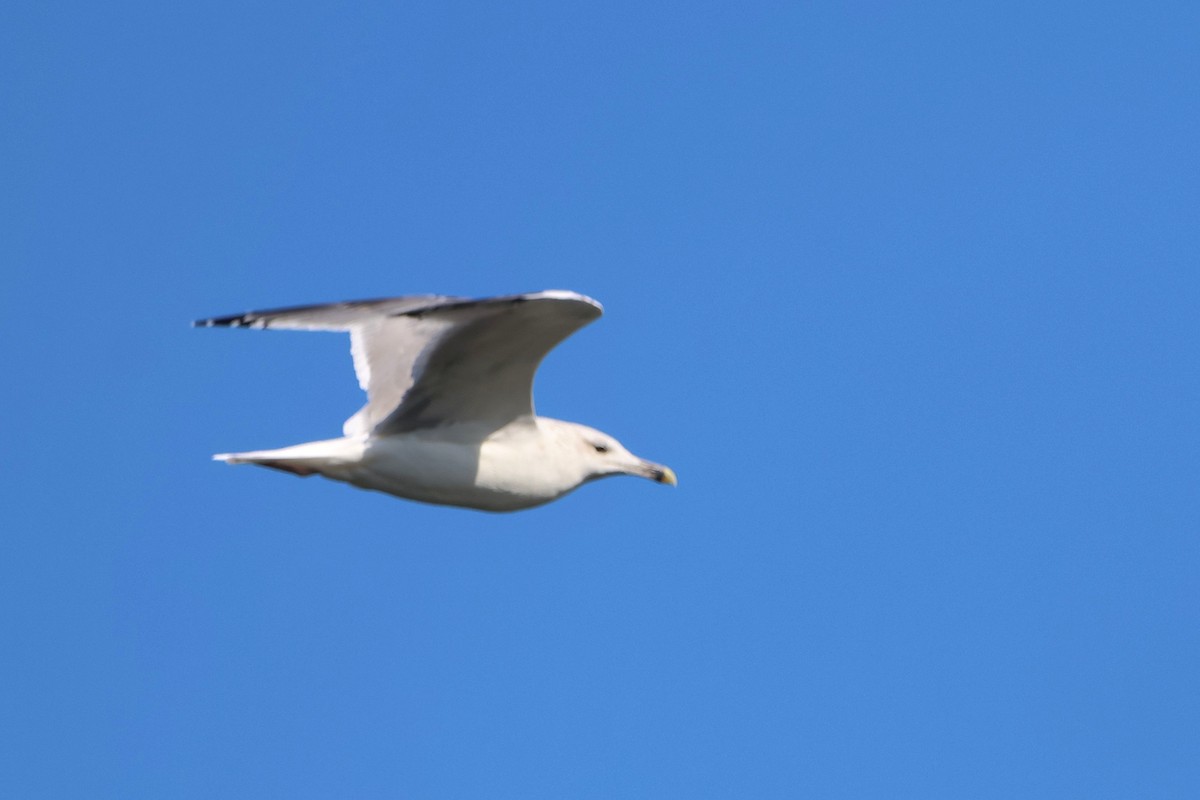 Caspian Gull - ML642851944