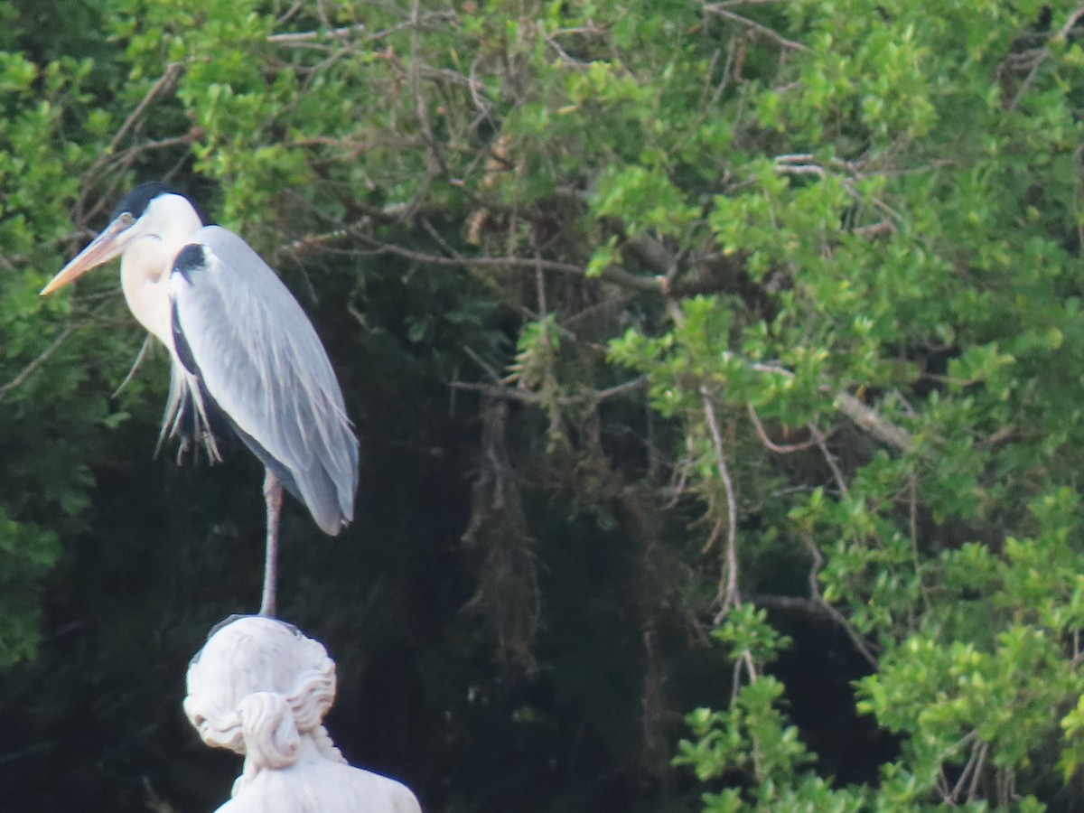 Cocoi Heron - ML642851945