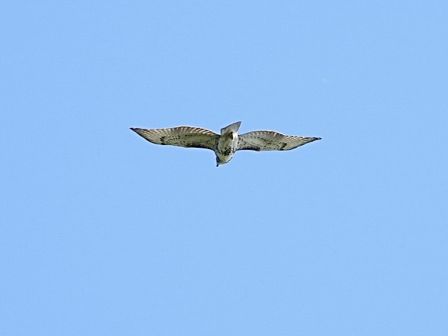 Red-tailed Hawk - ML642851946