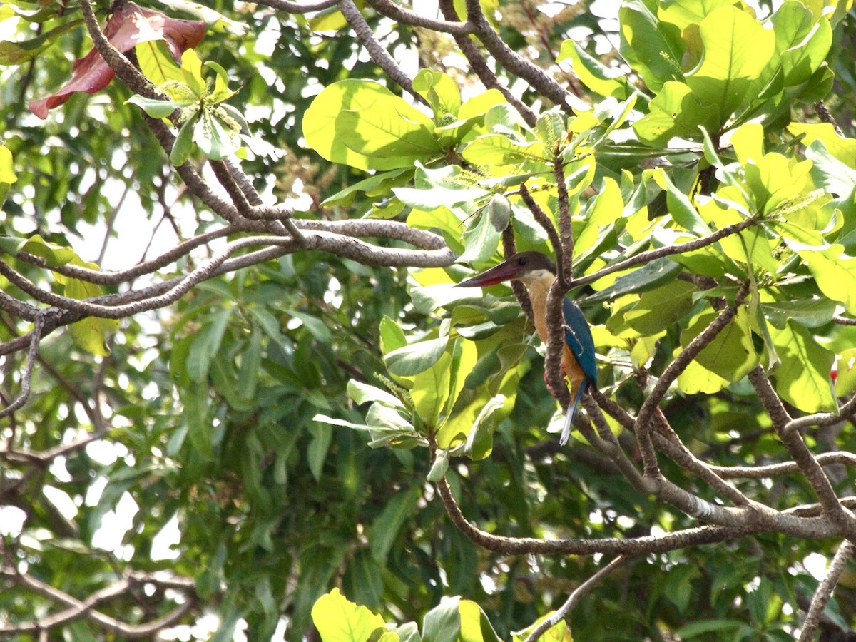 Stork-billed Kingfisher - ML642851947