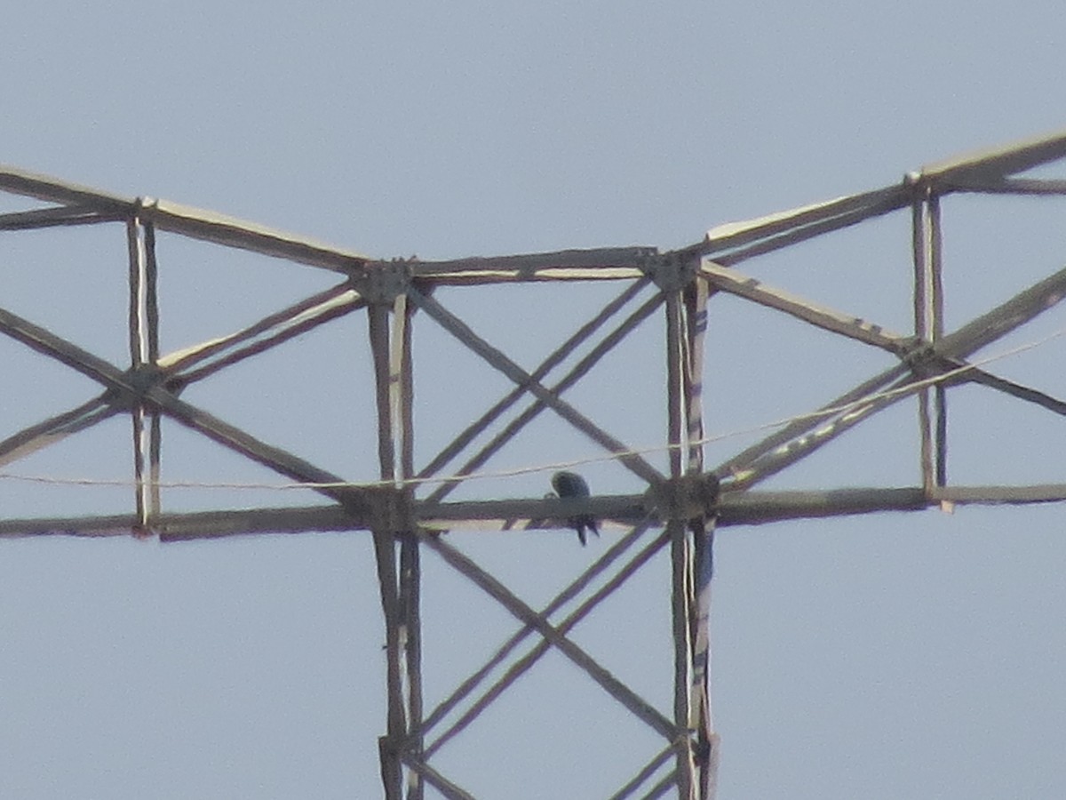 Wanderfalke - ML642851948