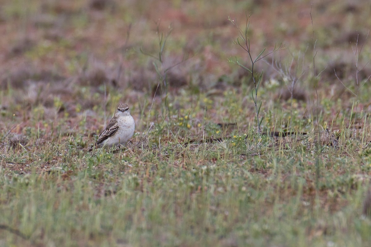 White-winged Triller - ML642851949