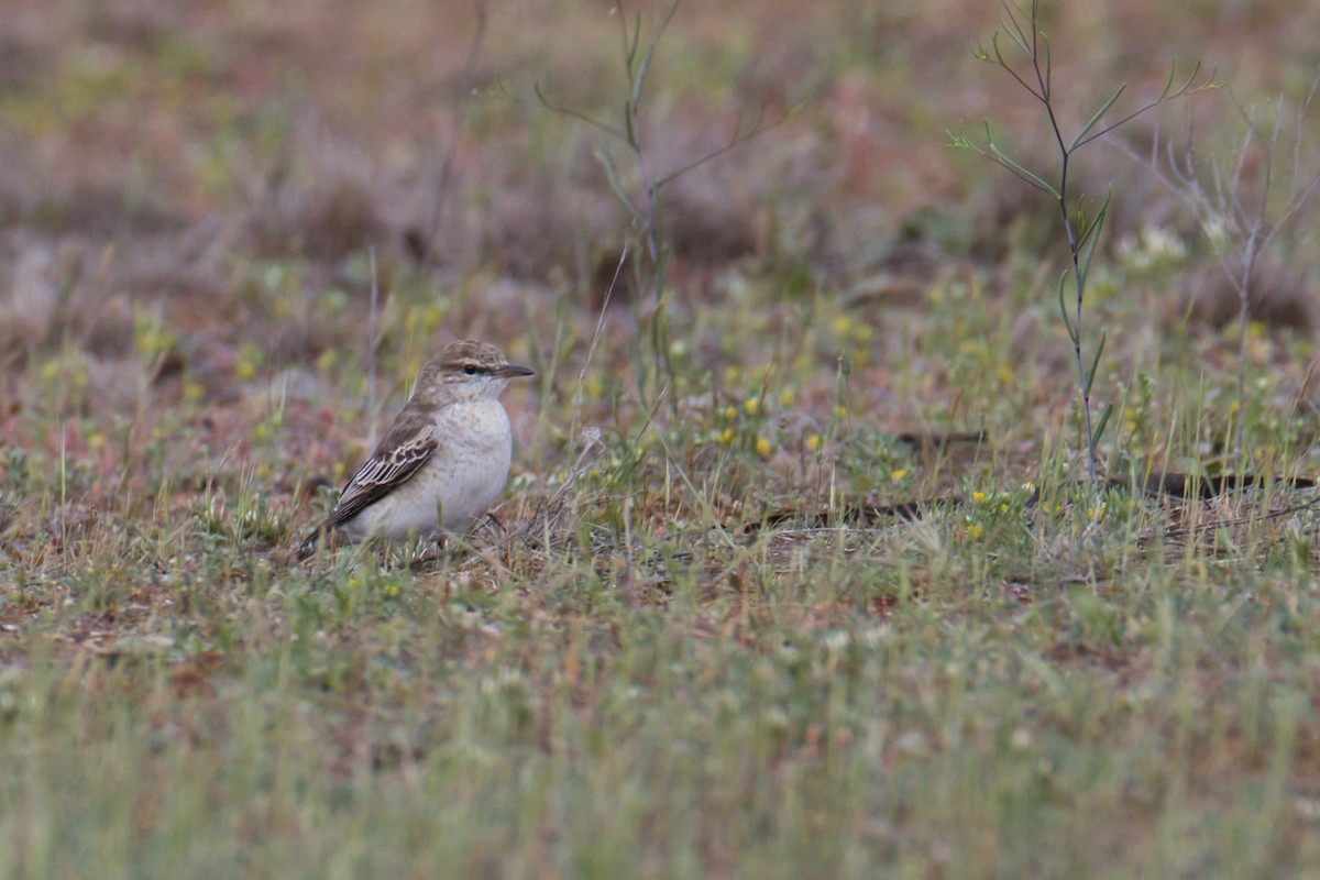White-winged Triller - ML642851950