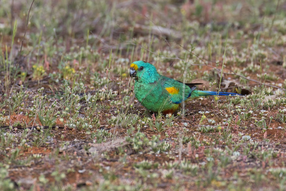 Mulga Parrot - ML642851951