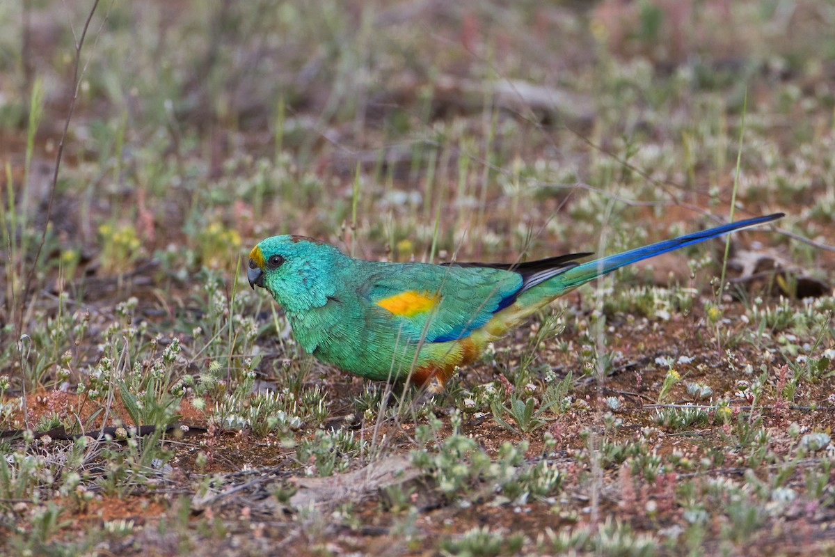 Mulga Parrot - ML642851952