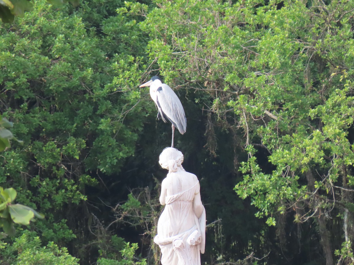 Cocoi Heron - ML642851955