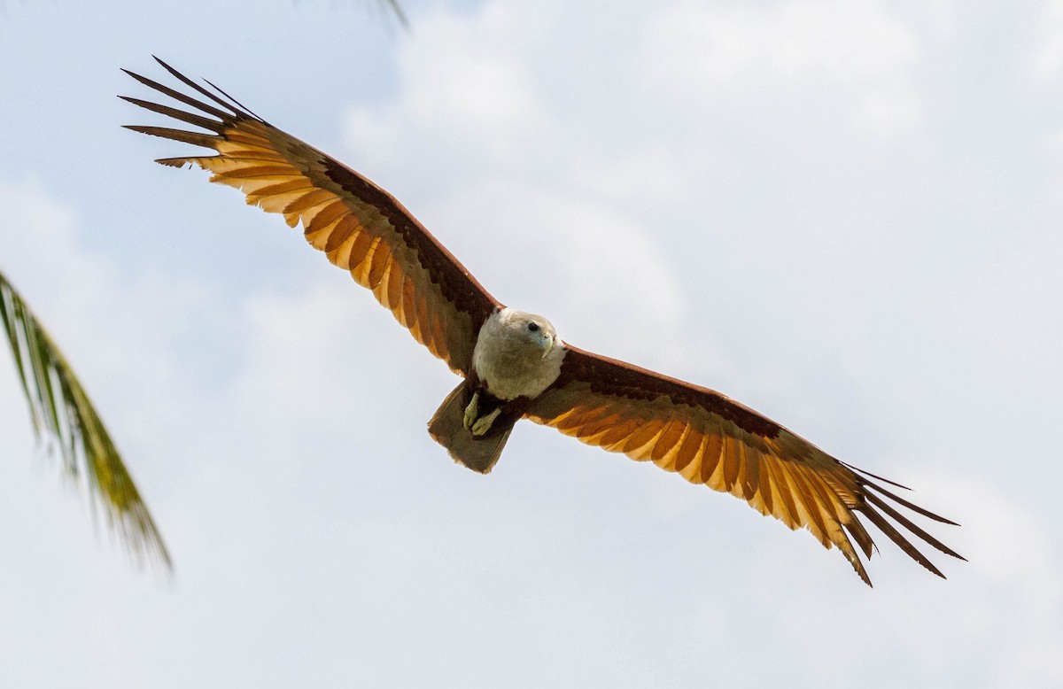 Brahminy Kite - ML642851956