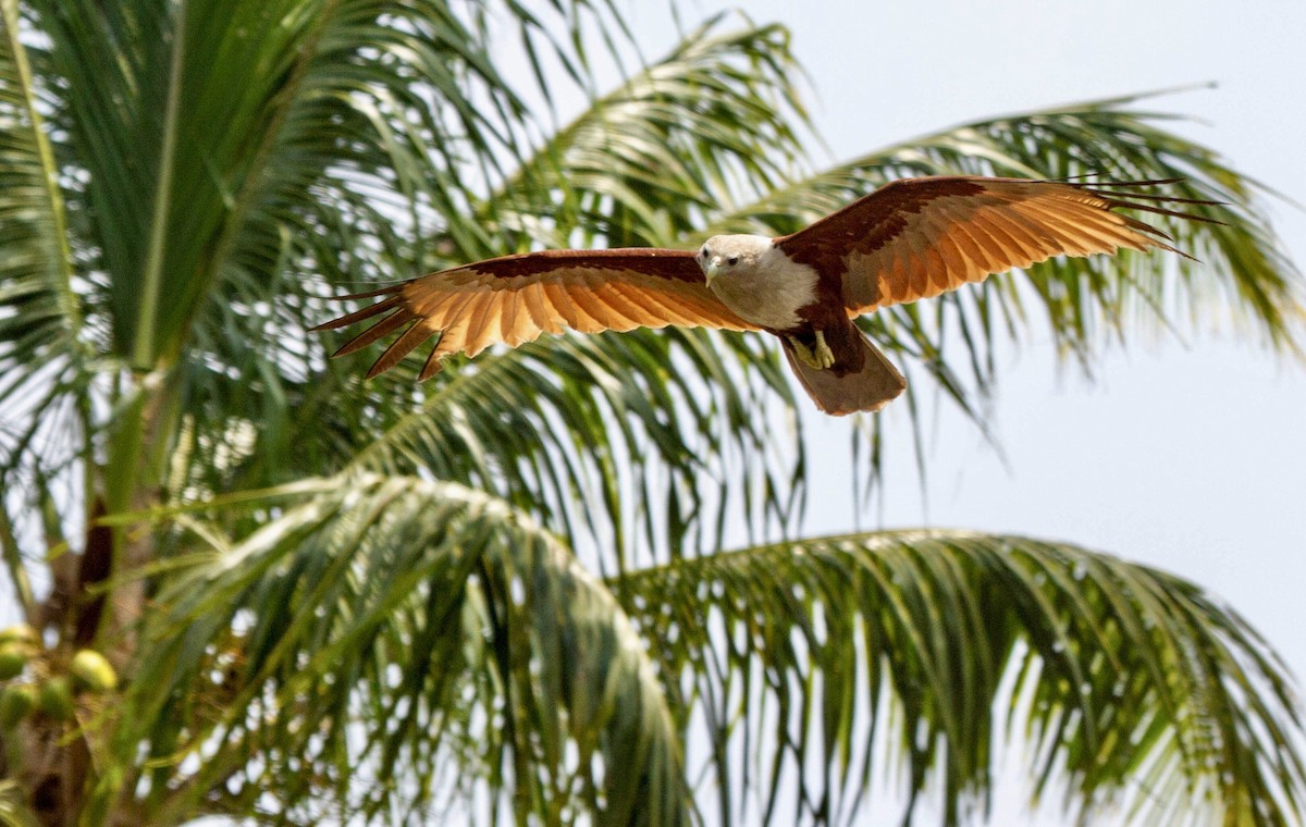 Brahminy Kite - ML642851958