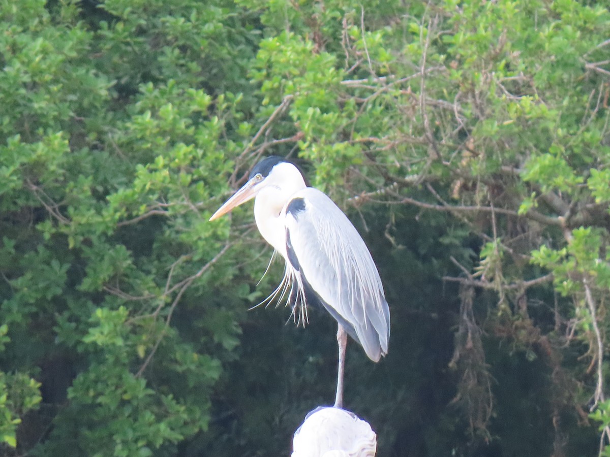 Cocoi Heron - ML642851959