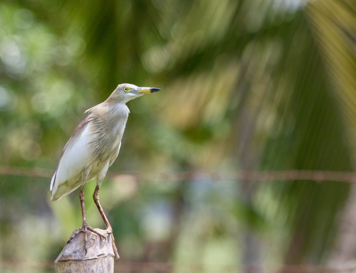 Indian Pond-Heron - ML642851960