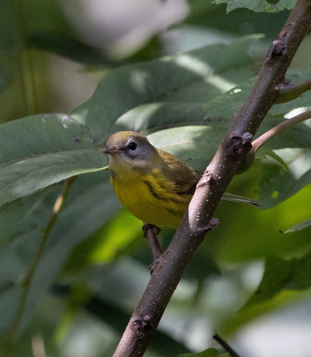 Prairie Warbler - ML642851961