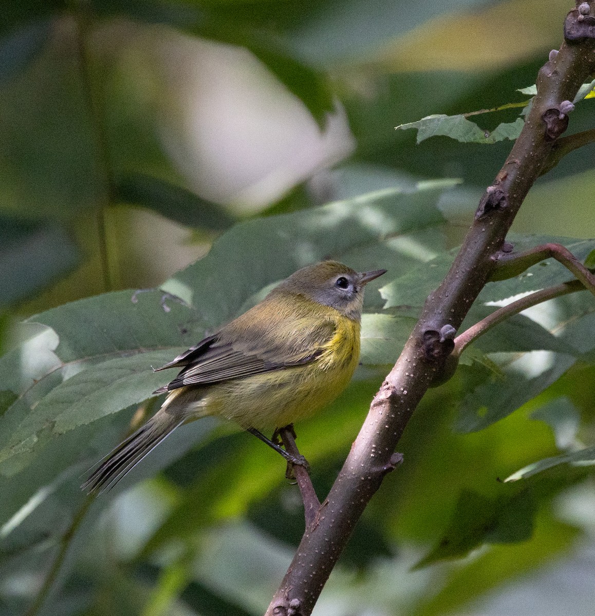 Prairie Warbler - ML642851962