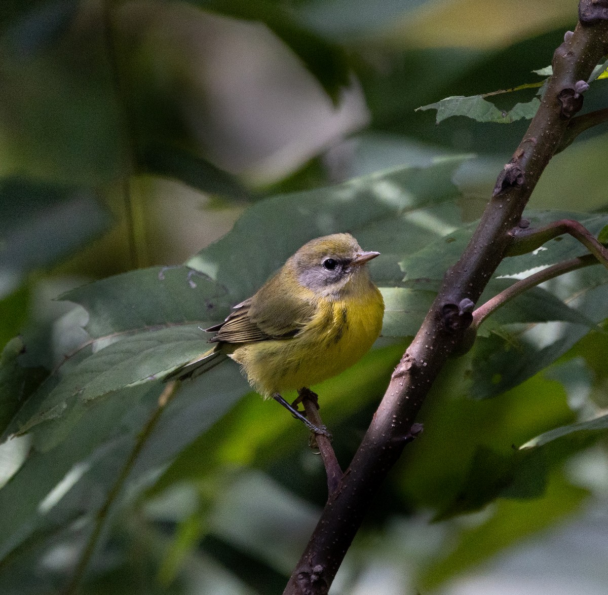 Prairie Warbler - ML642851963