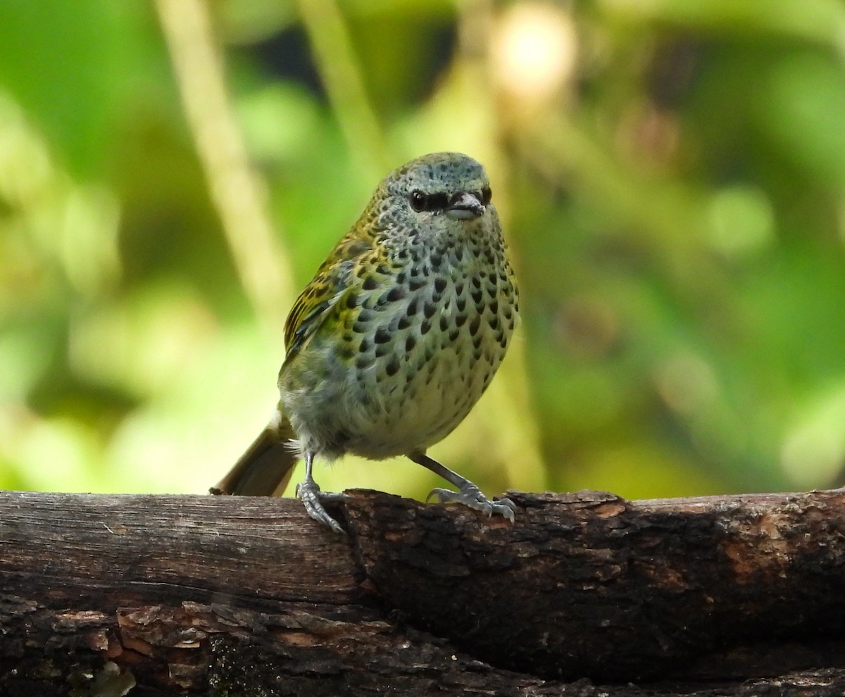 Spotted Tanager - ML642851964