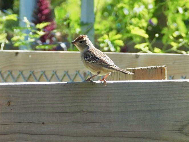 White-crowned Sparrow - ML642851965
