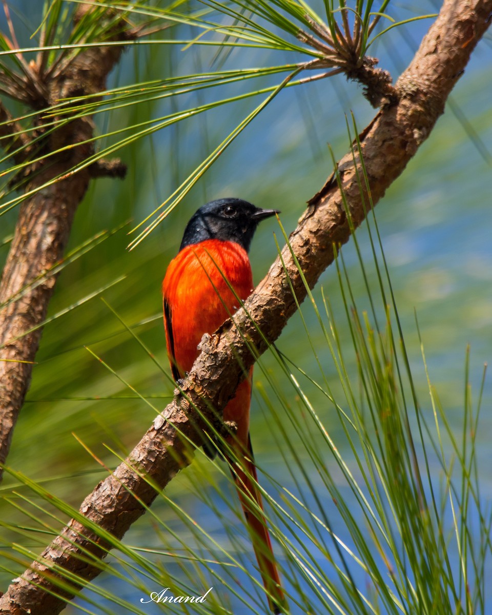 Long-tailed Minivet - ML642851967
