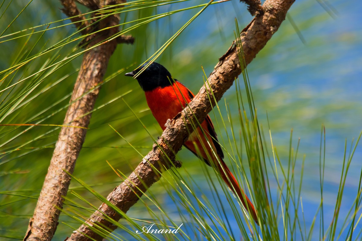 Long-tailed Minivet - ML642851968